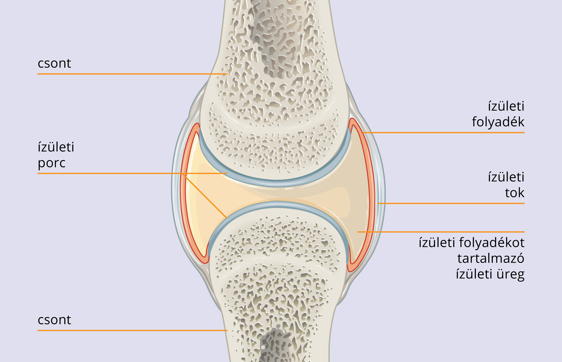 Natural Pharmaceuticals Movisan™ Collagen II Ízület anatómiája csontokkal, ízületi porccal, ízületi folyaékkal, ízületi tokkal és ízületi üreggel ábrázolva.