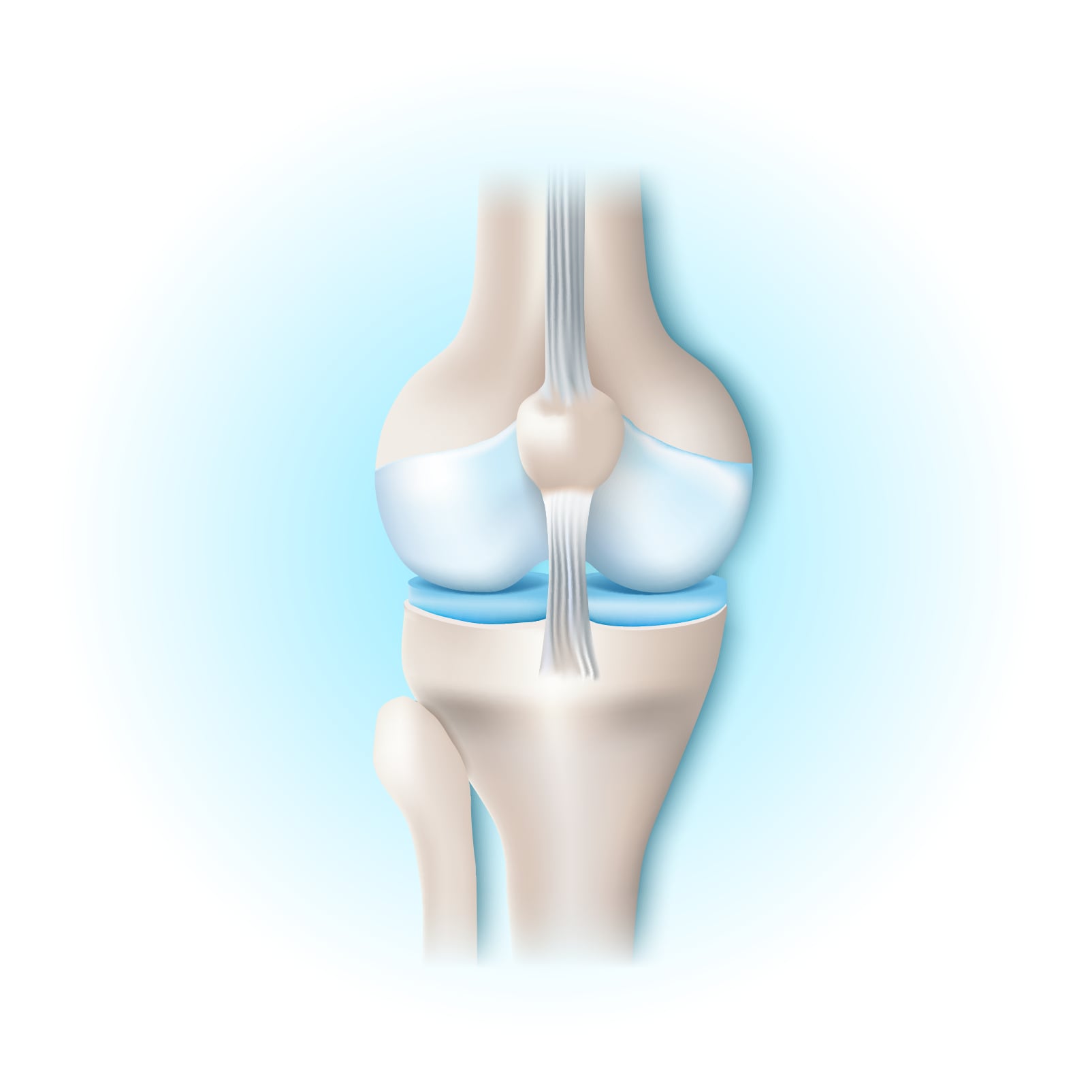 Natural Pharmaceuticals Movisan™ Collagen II Az emberi térdízület anatómiai illusztrációja ízületi porcokkal és szalagokkal világoskék háttéren.