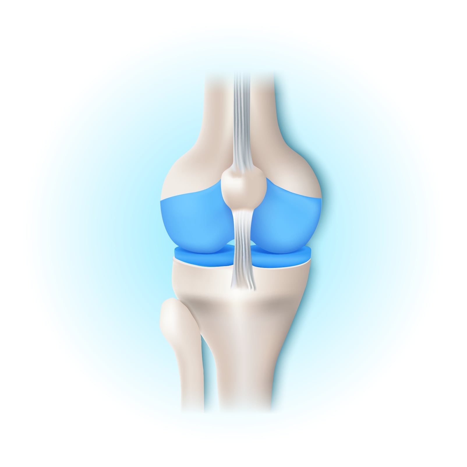 Natural Pharmaceuticals Movisan™ Collagen II Térdízület anatómiai ábrája, kiemelve a kék színű porcrétegeket és szalagokat oldalnézetben.